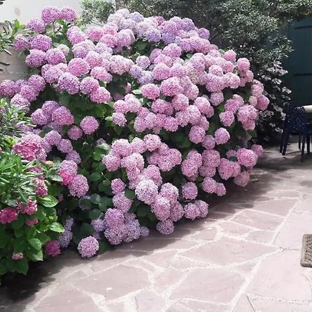 Cote Basque شقة بياريتز